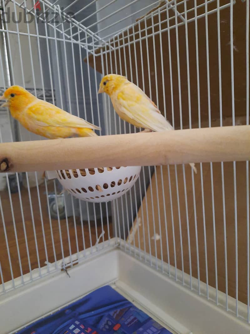 Canary family of 5  for sale 2