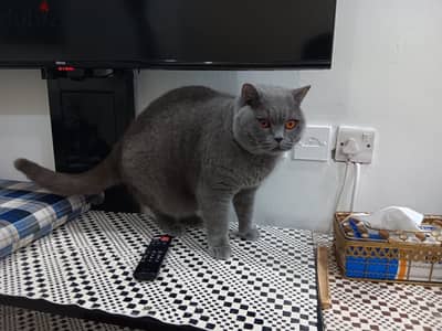 British shorthair Free adoption