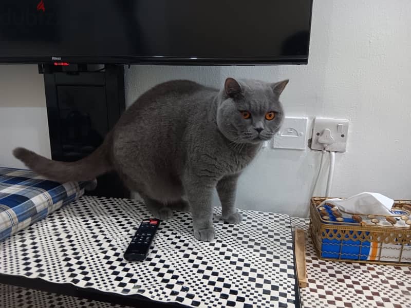 British shorthair Free adoption 0