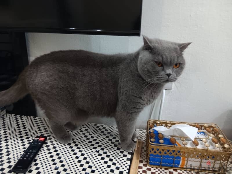 British shorthair Free adoption 1