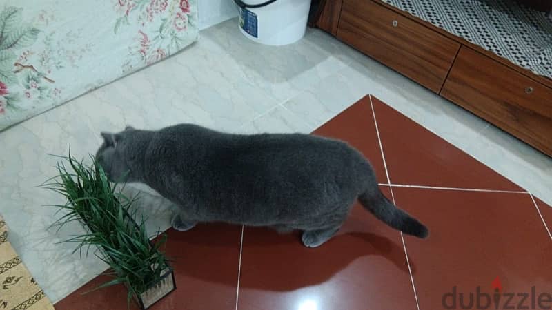 British shorthair Free adoption 2