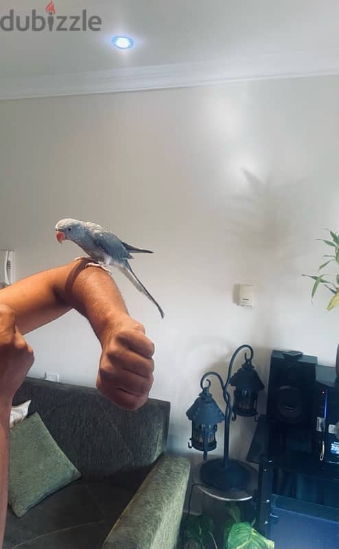 Ring neck parrot for sale 2