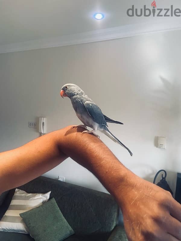 Ring neck parrot for sale 3