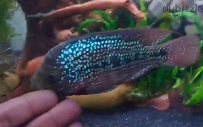 Flowerhorn female 0