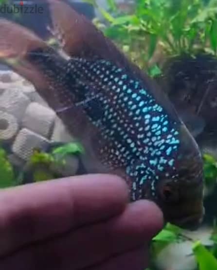 Flowerhorn female 1