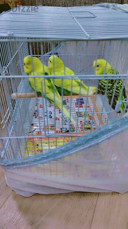 love birds for sale 1