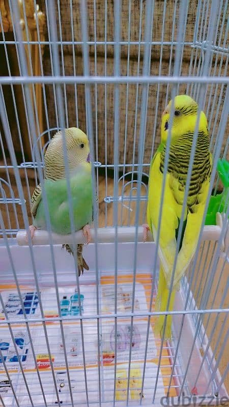 love birds for sale 2