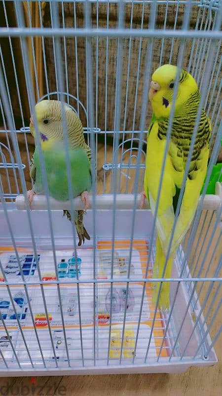 love birds for sale 3