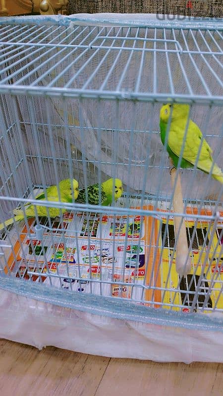 love birds for sale 4