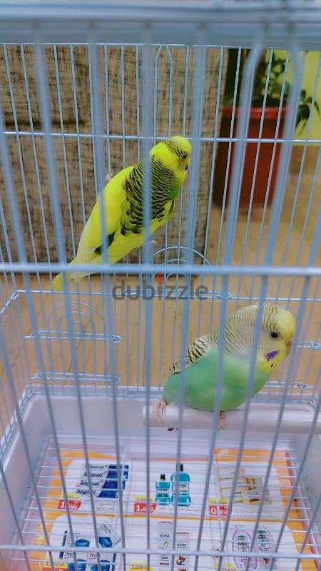 love birds for sale 5