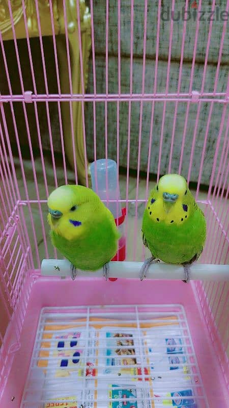 love birds for sale 6