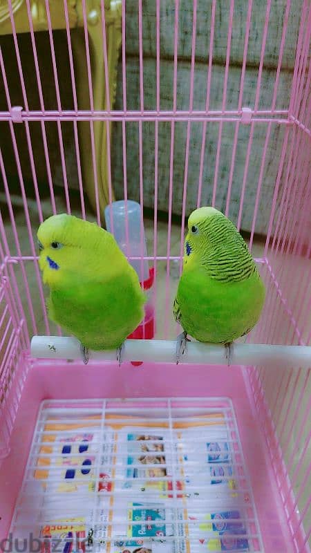 love birds for sale 7