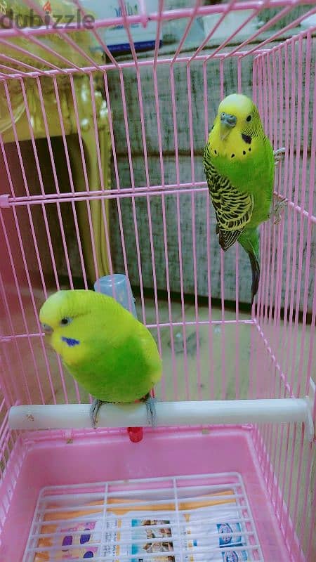 love birds for sale 8