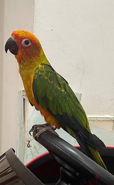 sun conure