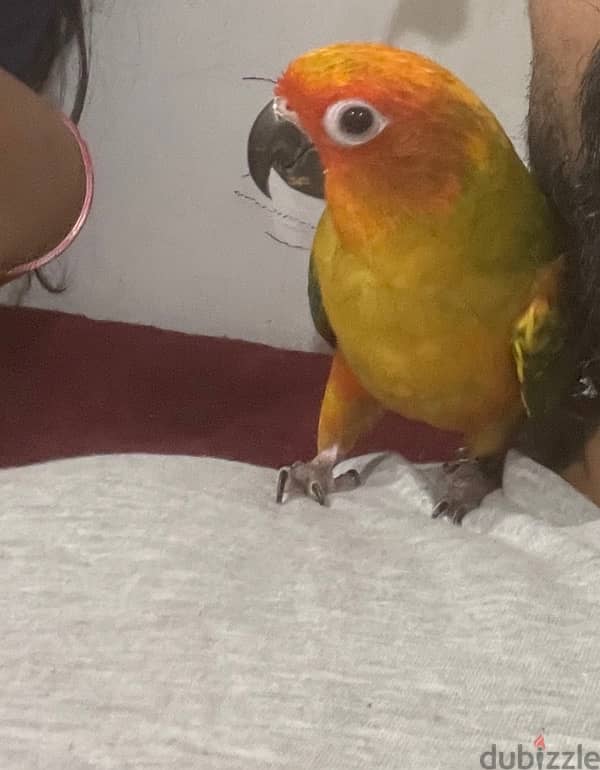 sun conure 1