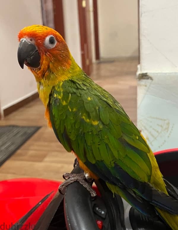 sun conure 2