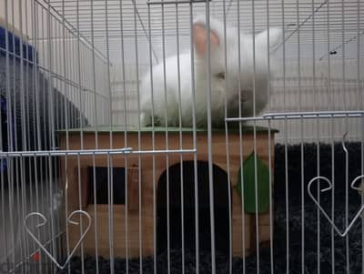 Lionhead Rabbit For sale.