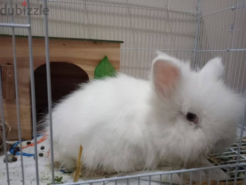 Lionhead Rabbit For sale. 2