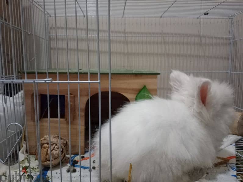 Lionhead Rabbit For sale. 3