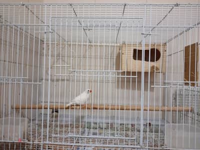 4 large size cage and Pair of Finch birds for sale.