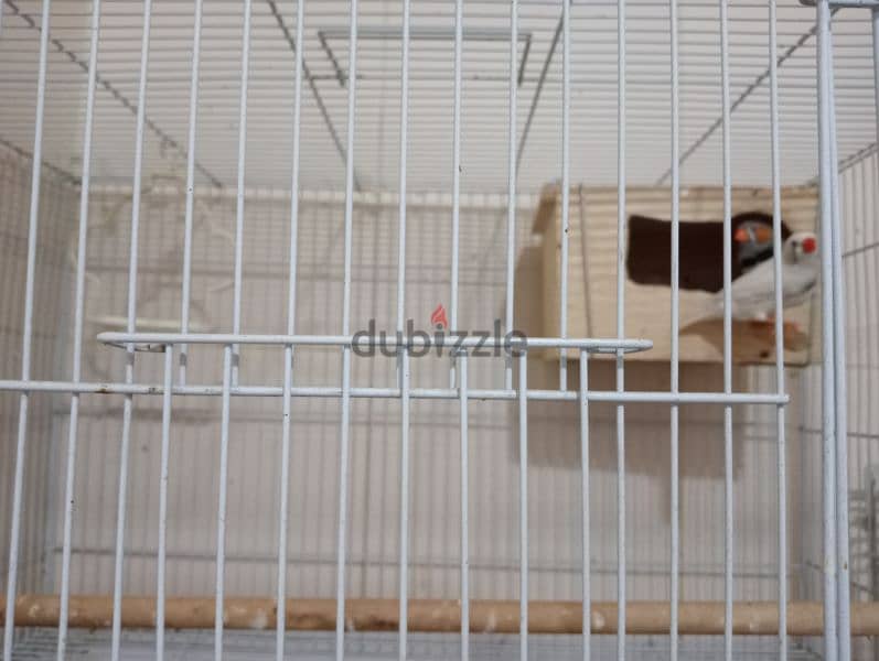 4 large size cage and Pair of Finch birds for sale. 2