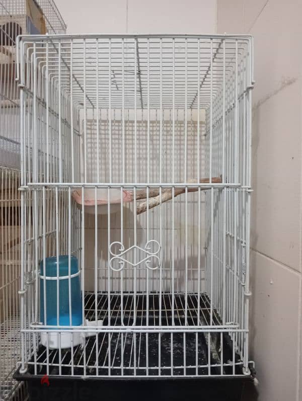 4 large size cage and Pair of Finch birds for sale. 3