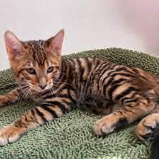 Whatsapp me +96555207281 Toyger kittens for sale