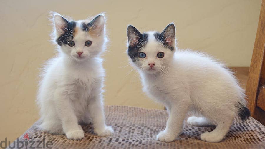 Whatsapp me +96555207281 Japanese Bobtail kittens for sale 1