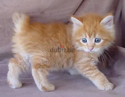 Whatsapp me +96555207281 American Bobtail kittens for sale