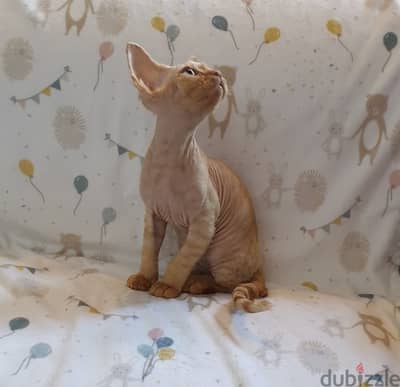 Whatsapp me +96555207281 Devon Rex kittens for sale