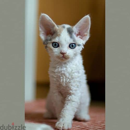 Whatsapp me +96555207281 Devon Rex kittens for sale 2