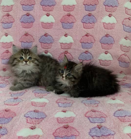 Whatsapp me +96555207281 Siberian  kittens for sale 1