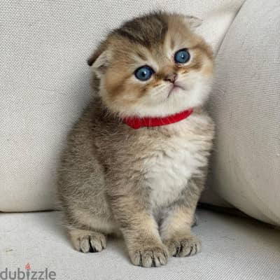 Whatsapp me +96555207281 Scottish Fold kittens for sale