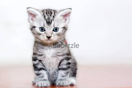 Whatsapp me +96555207281 American Shorthair kittens for sale