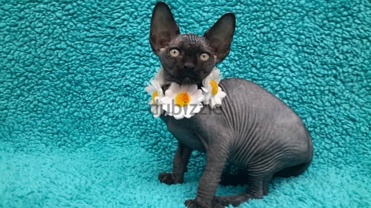 Whatsapp me +96555207281 Sphynx kittens for sale 1