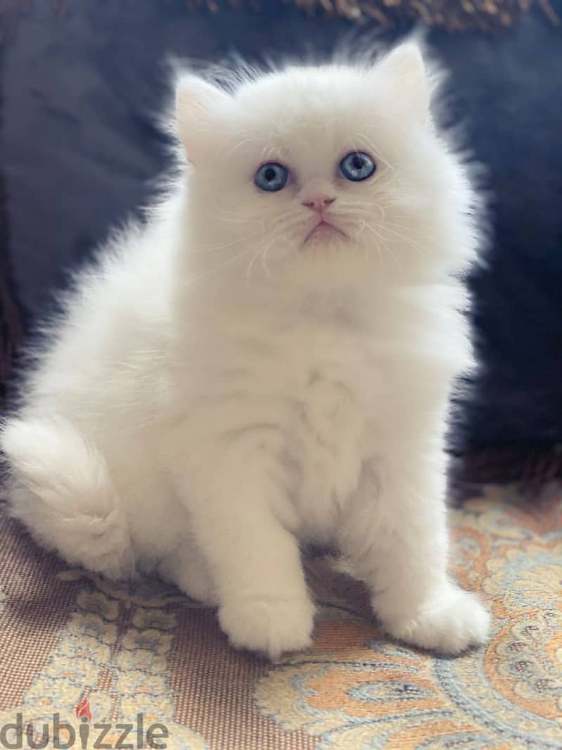 Whatsapp me +96555207281 Shirazi kittens for sale 0