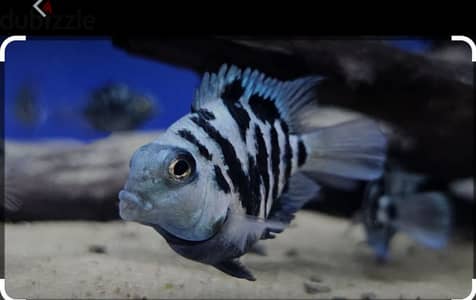 polar parrot fish for sale