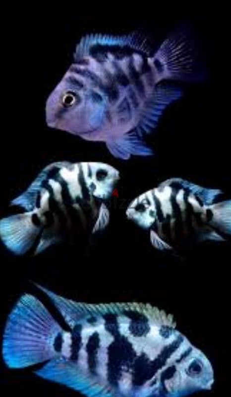 polar parrot fish for sale 1