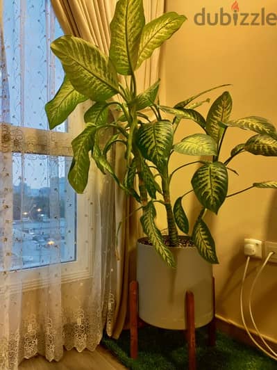 indoor plant