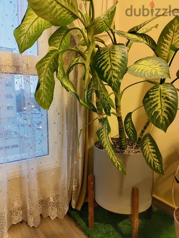 indoor plant 1