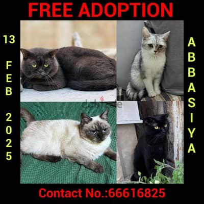 Cats for Adoption