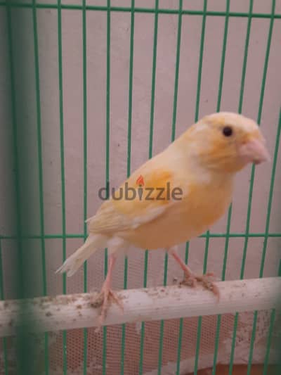 Canary for sale 4kd