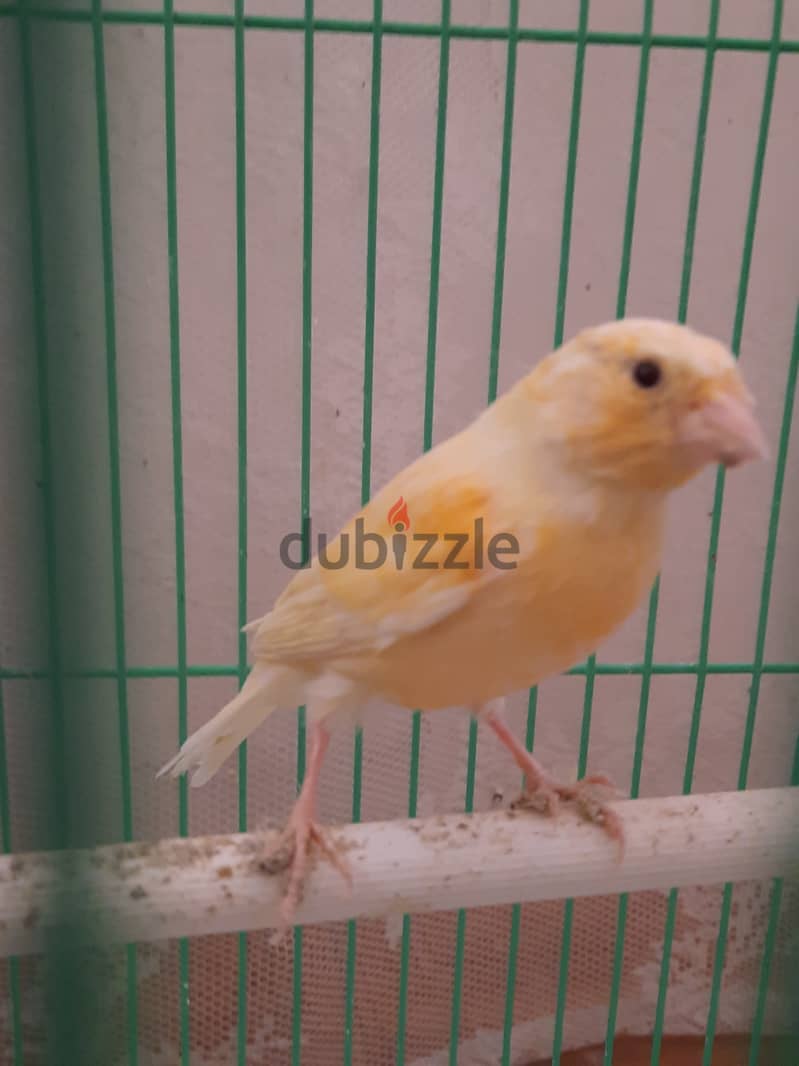 Canary for sale 4kd 0