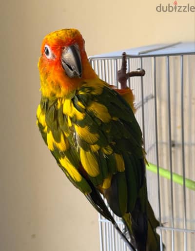 Sun conure