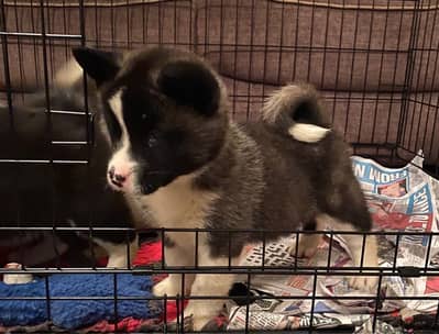 Whatsapp me +96555207281 Akita  puppies for sale