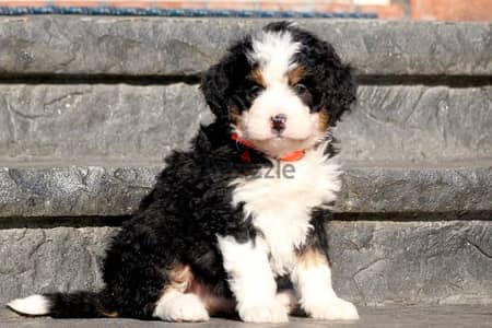 Whatsapp me +96555207281 Bernedoodle puppies for sale