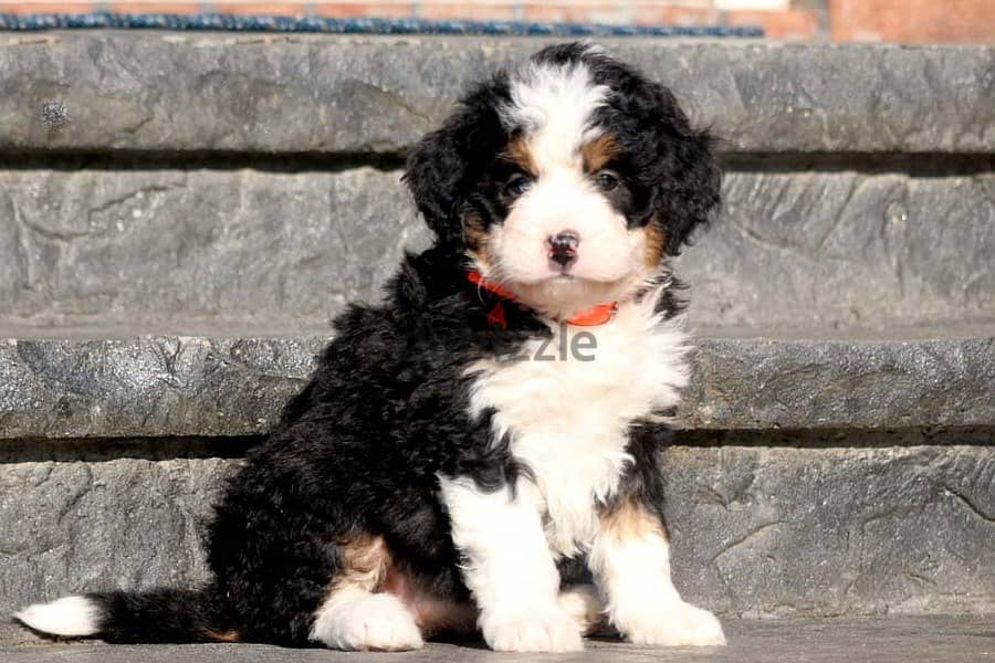 Whatsapp me +96555207281 Bernedoodle puppies for sale 0