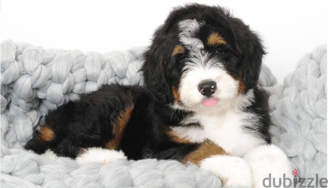 Whatsapp me +96555207281 Bernedoodle puppies for sale 1