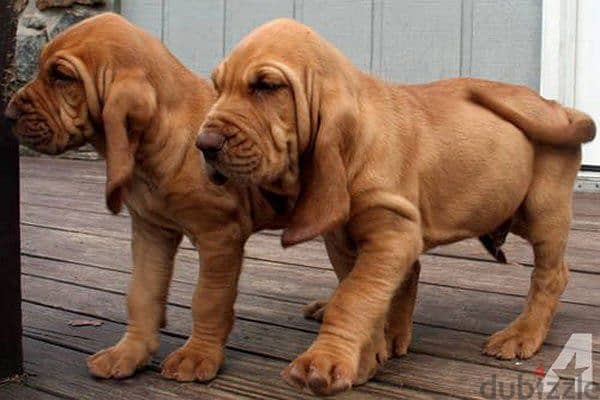 Whatsapp me +96555207281 Bloodhound  puppies for sale 1