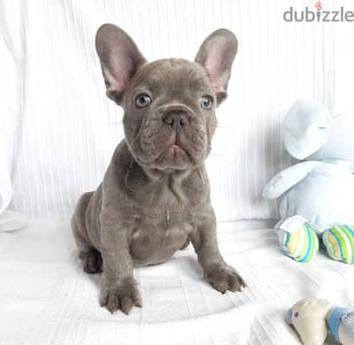 Whatsapp me +96555207281 French Bulldog puppies for sale